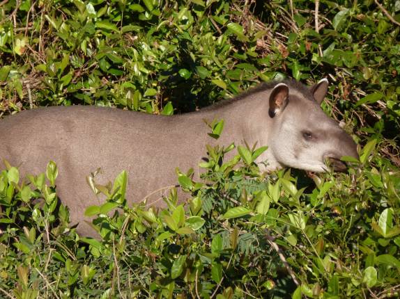 Encontro com uma anta nas margens do Rio Cuiabá, região de Porto Jofre, no final da rodovia Transpantaneira, no Pantanal Norte, no Mato Grosso